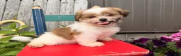 Shih Tzu dogs for sale: Quigley Shih Tzu  - Ad 6