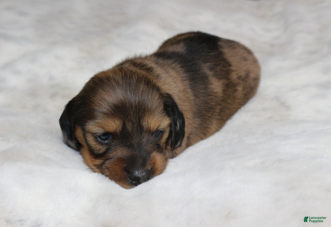 Dachshund dogs for sale: Zoe - Ad 4
