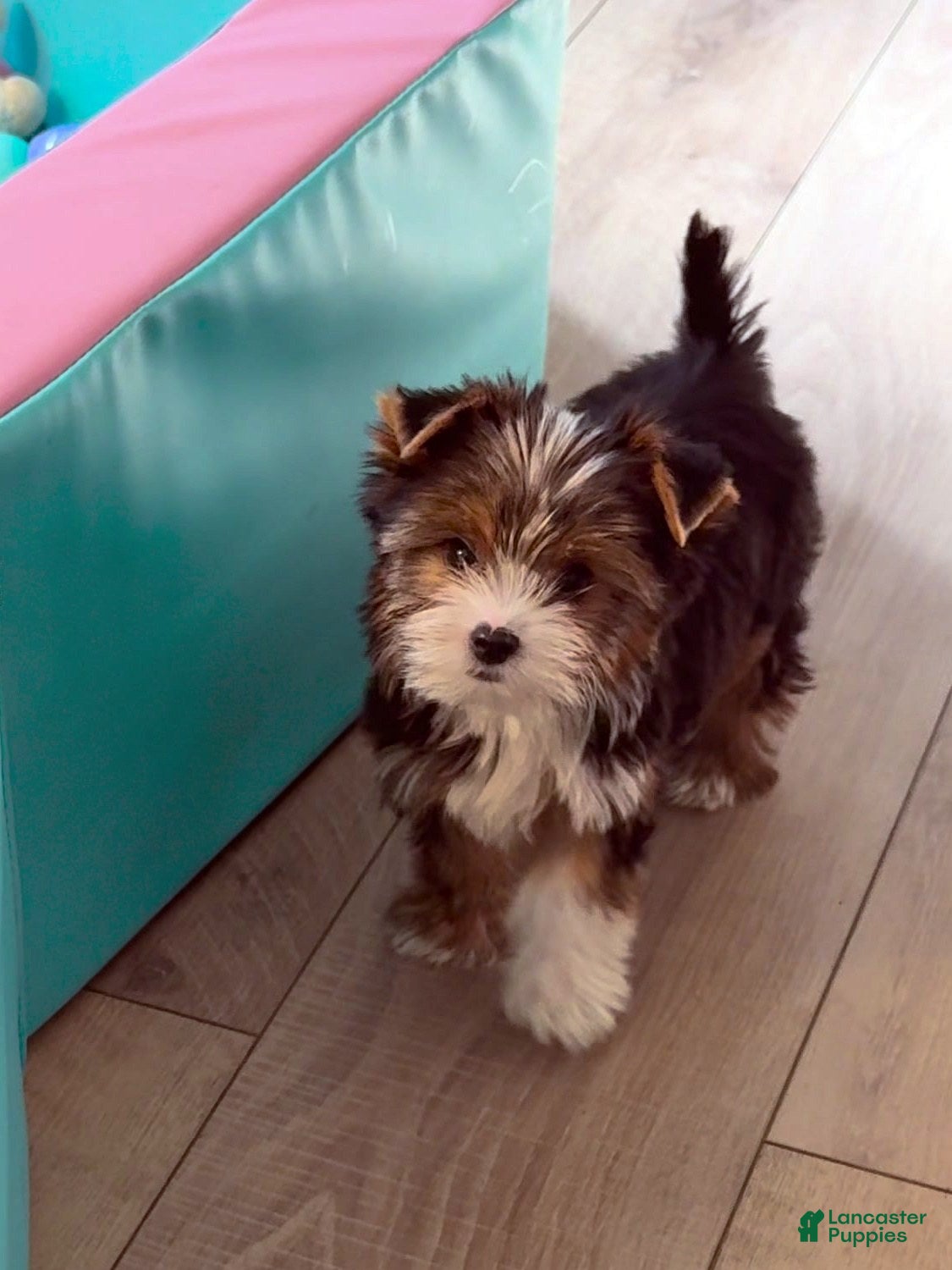 Yorkshire Terrier dogs Babydoll - Ad 25