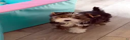 Yorkshire Terrier dogs for sale: Babydoll - Ad 1