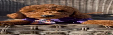 Miniature Poodle 1