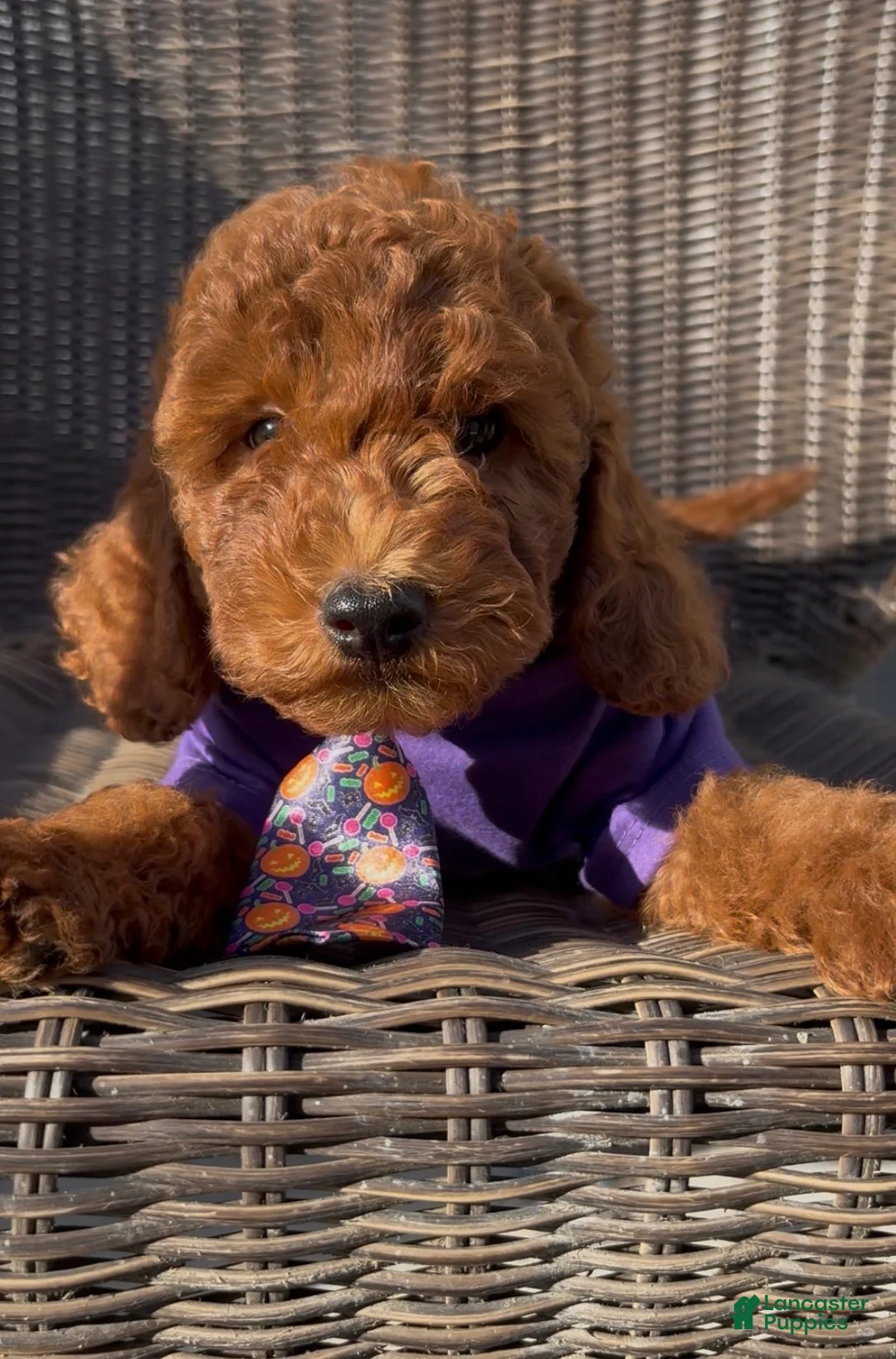 Miniature Poodle dogs for sale: Miniature Poodle 1 - Ad 1