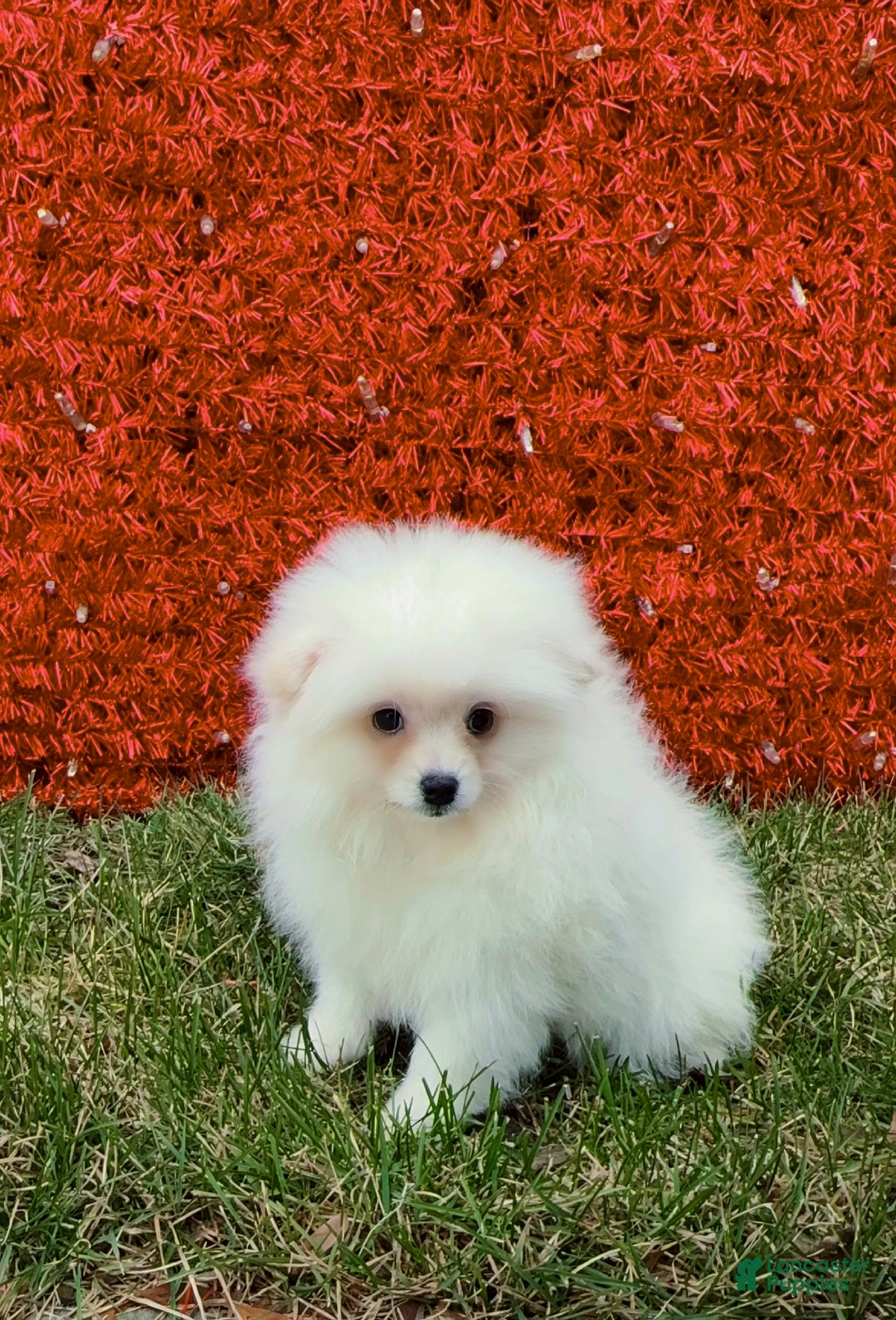 Pomeranian dogs for sale: Pomeranian Puppy Fluffy - Ad 8
