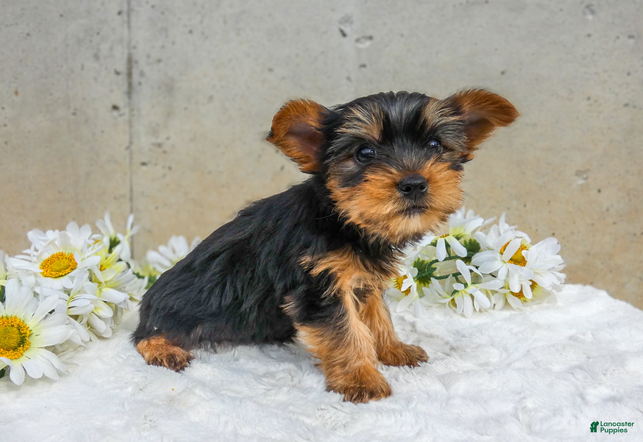 Yorkshire Terrier dogs Jem - Ad 2