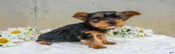 Yorkshire Terrier dogs for sale: Jem - Ad 2