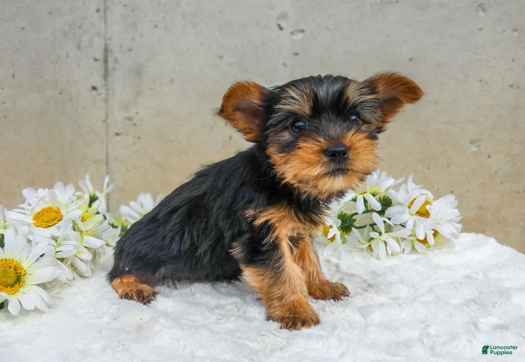 Yorkshire Terrier dogs for sale: Jem - Ad 2