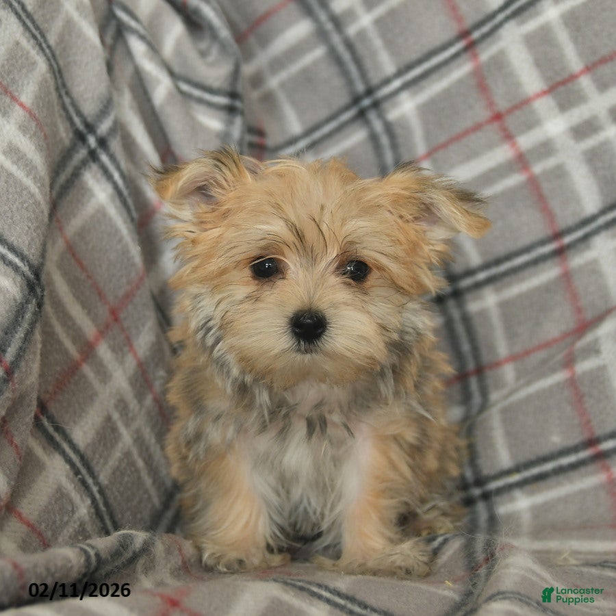 Morkie dogs Norman - Ad 3