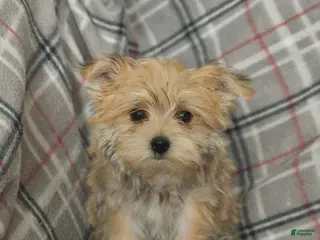 Morkie dogs Norman - Ad 3
