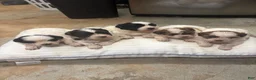 Mixed Breed dogs for sale: King - Ad 10
