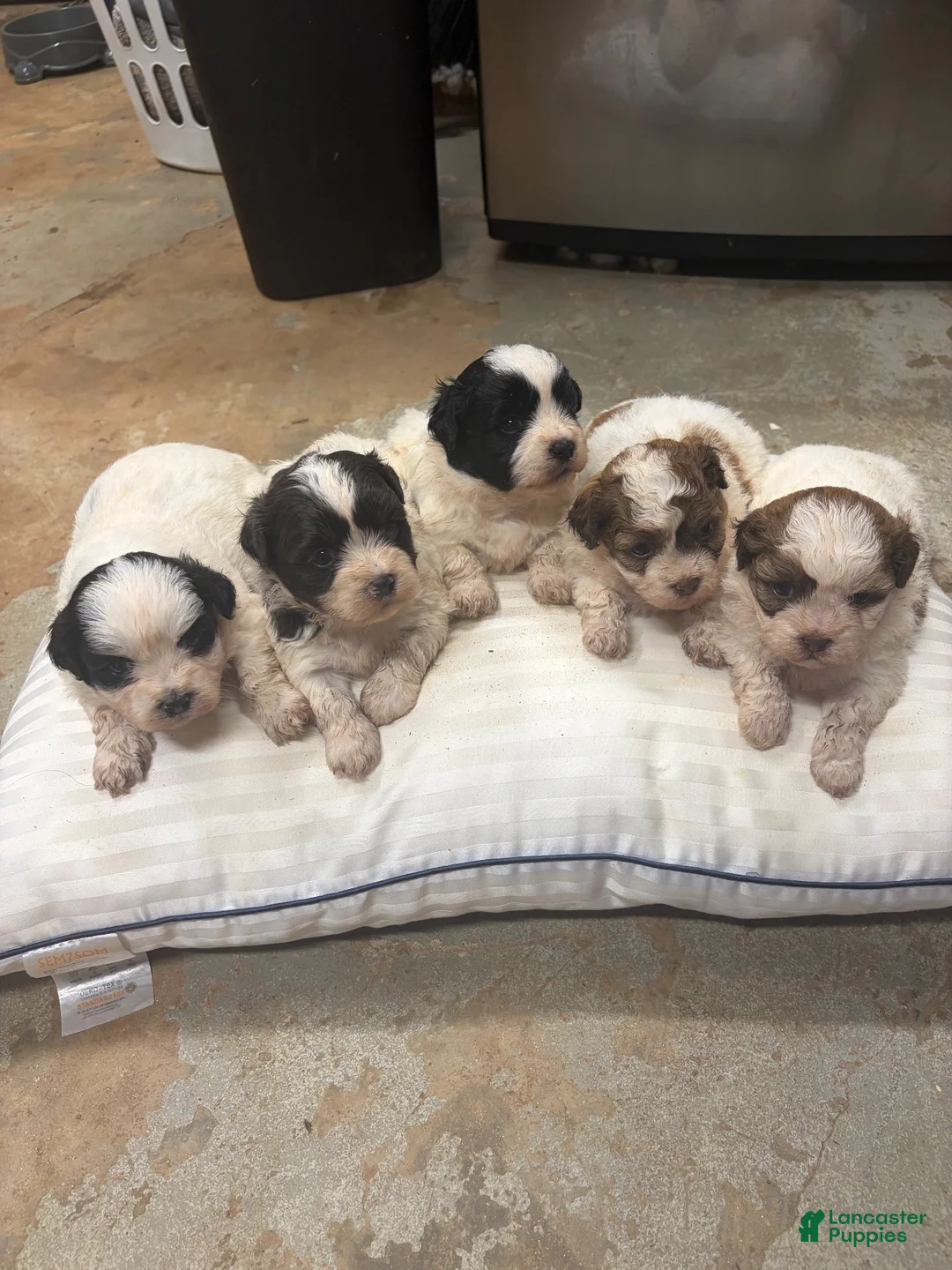 Mixed Breed dogs for sale: King - Ad 10