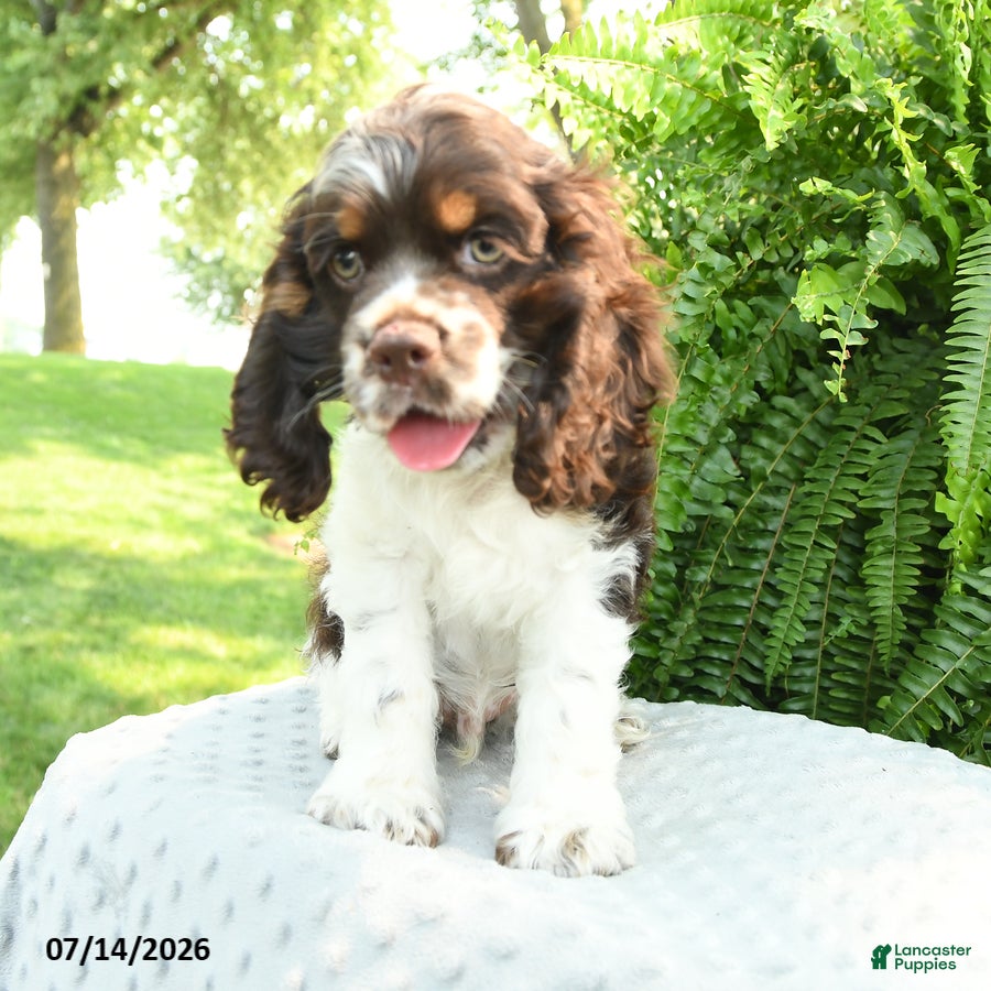 English Cocker Spaniel dogs Sarge - Ad 2