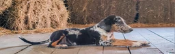 Catahoula Leopard Dog dogs for sale: MS 2026 Female 1 - Ad 9