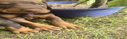 Doberman Pinscher dogs for sale: Doberman Pinscher 10 - Ad 4