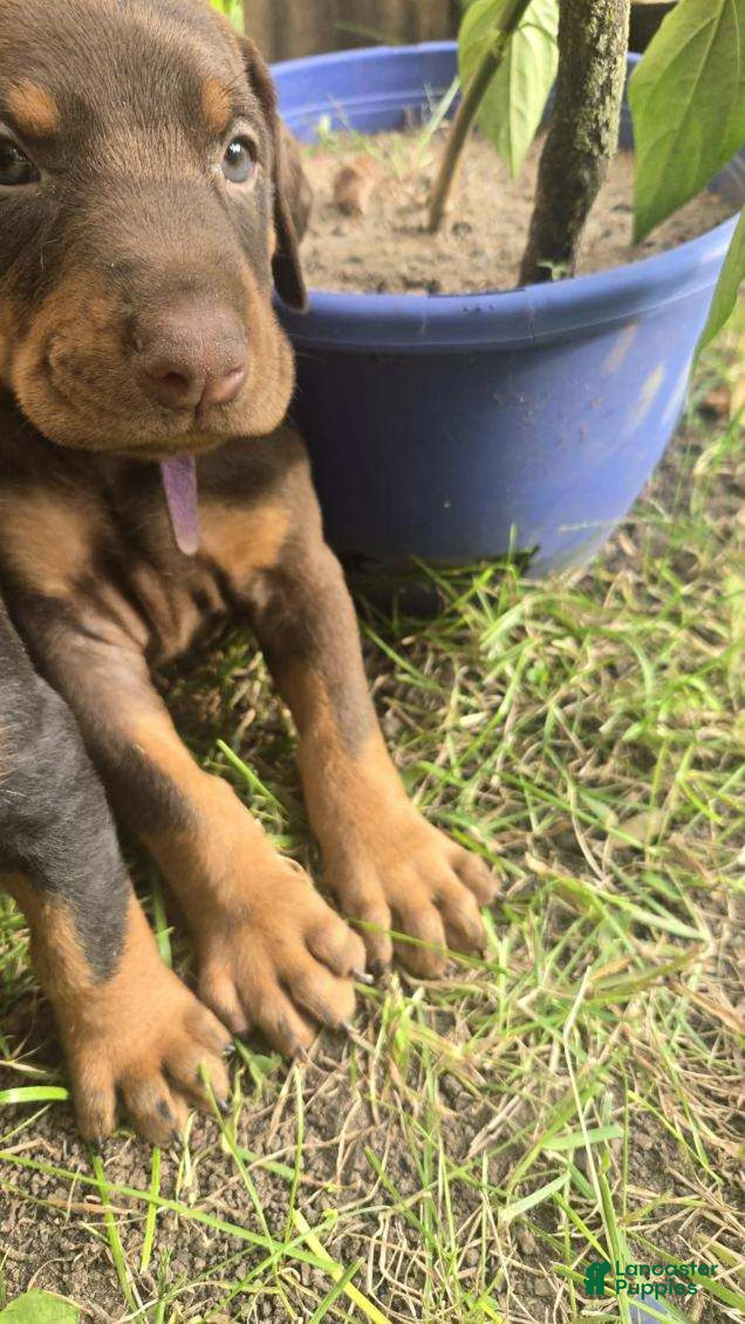 Doberman Pinscher dogs for sale: Doberman Pinscher 10 - Ad 4