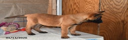 Belgian Malinois dogs for sale: Bruno - Ad 5