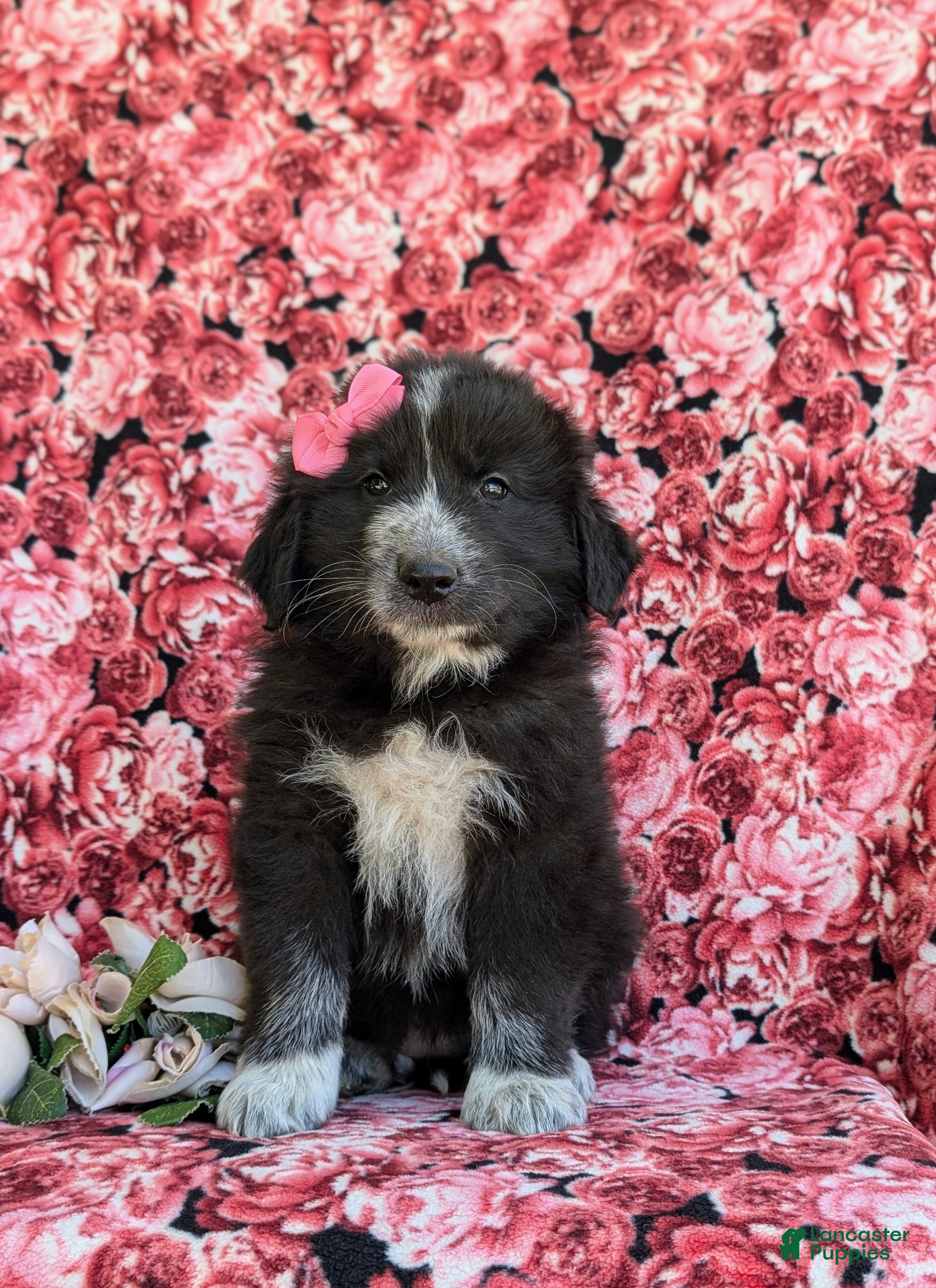 Mixed Breed dogs Morissa - Ad 2