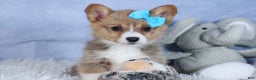 Welsh Corgi Pembroke dogs for sale: Ace - Ad 7