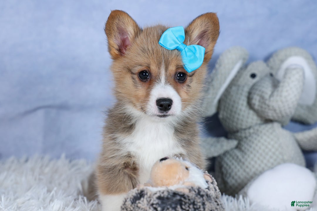 Welsh Corgi Pembroke dogs for sale: Ace - Ad 7