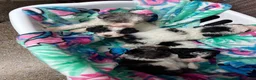 Miniature Poodle dogs for sale: Benny - Ad 7