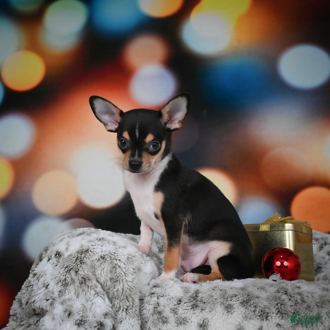 Chihuahua dogs for sale: Luca - Ad 14