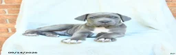 Cane Corso dogs for sale: Drake - Ad 3