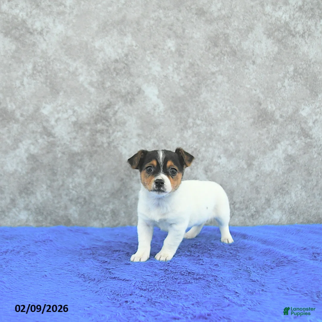 Mixed Breed dogs for sale: Treasure - Ad 2