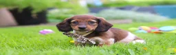 Miniature Dachshund dogs for sale: Tony - Ad 5
