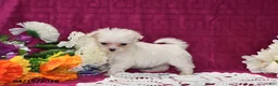 Maltese dogs for sale: Chloe - Ad 4