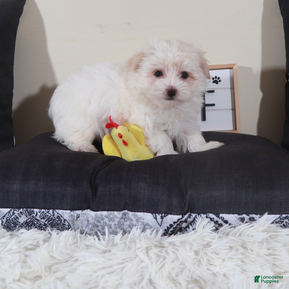 Havanese dogs Havanese Puppy Tanner - Ad 2