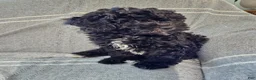 Havapoo dogs for sale: Charlie - Ad 14