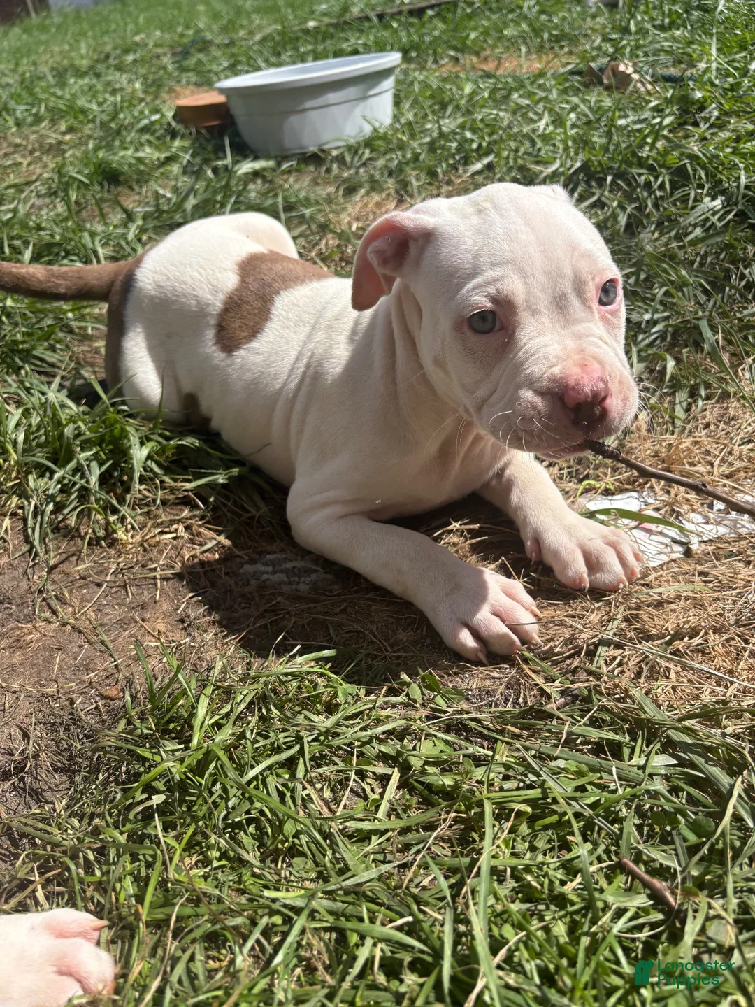 Mixed Breed dogs for sale: Benji - Male - Ad 2