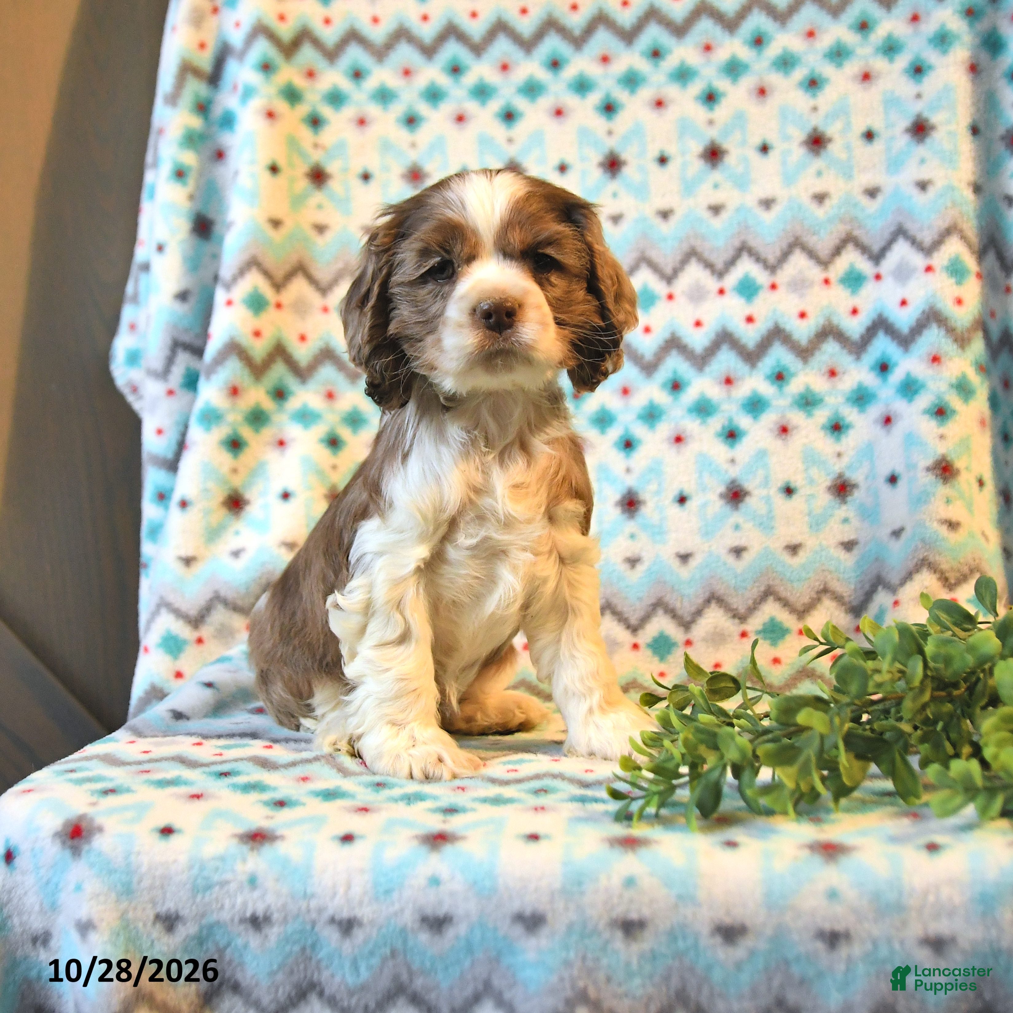 Cocker Spaniel dogs for sale: Tasha - Ad 1