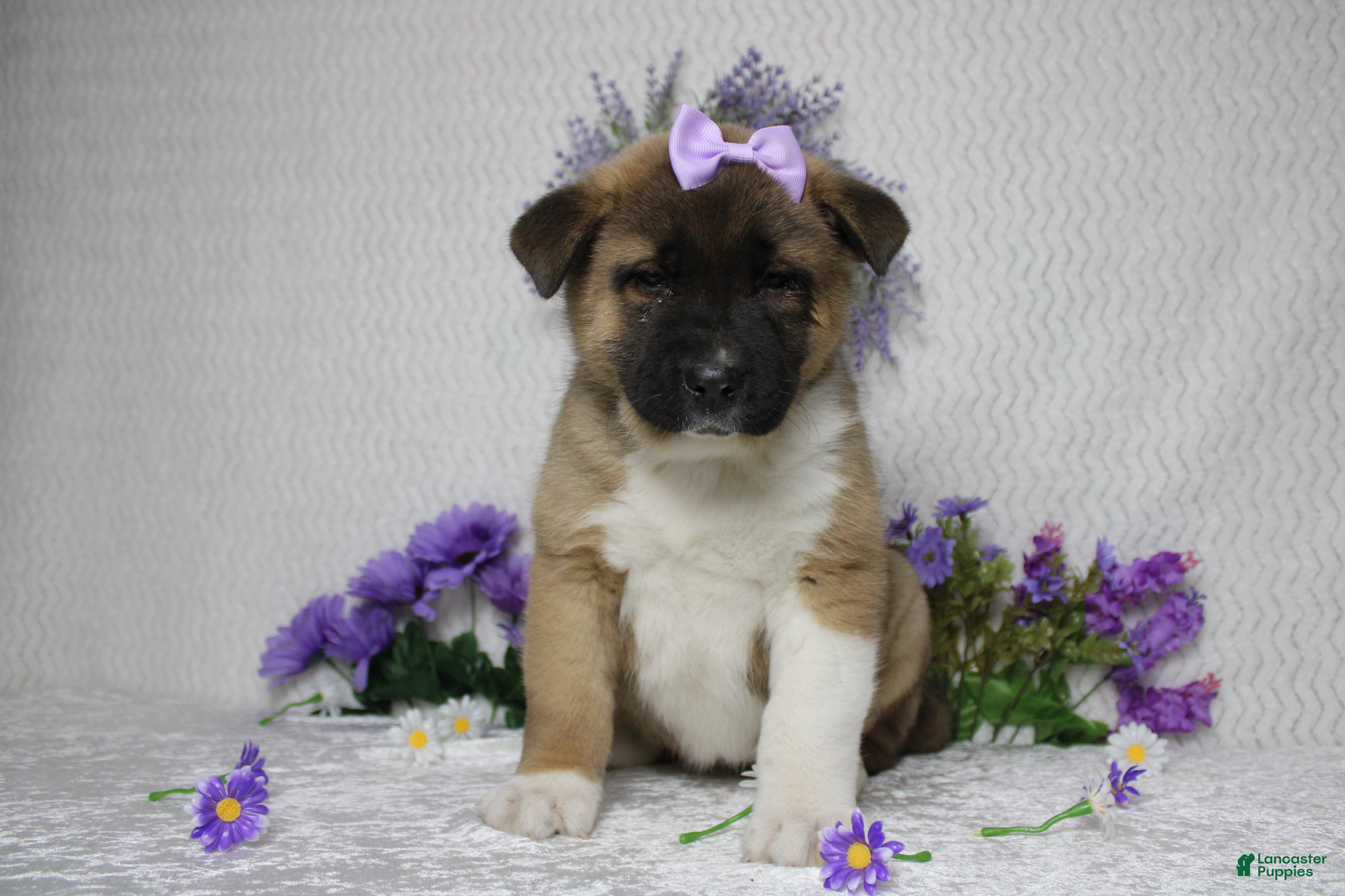 Akita dogs Jill  - Ad 2