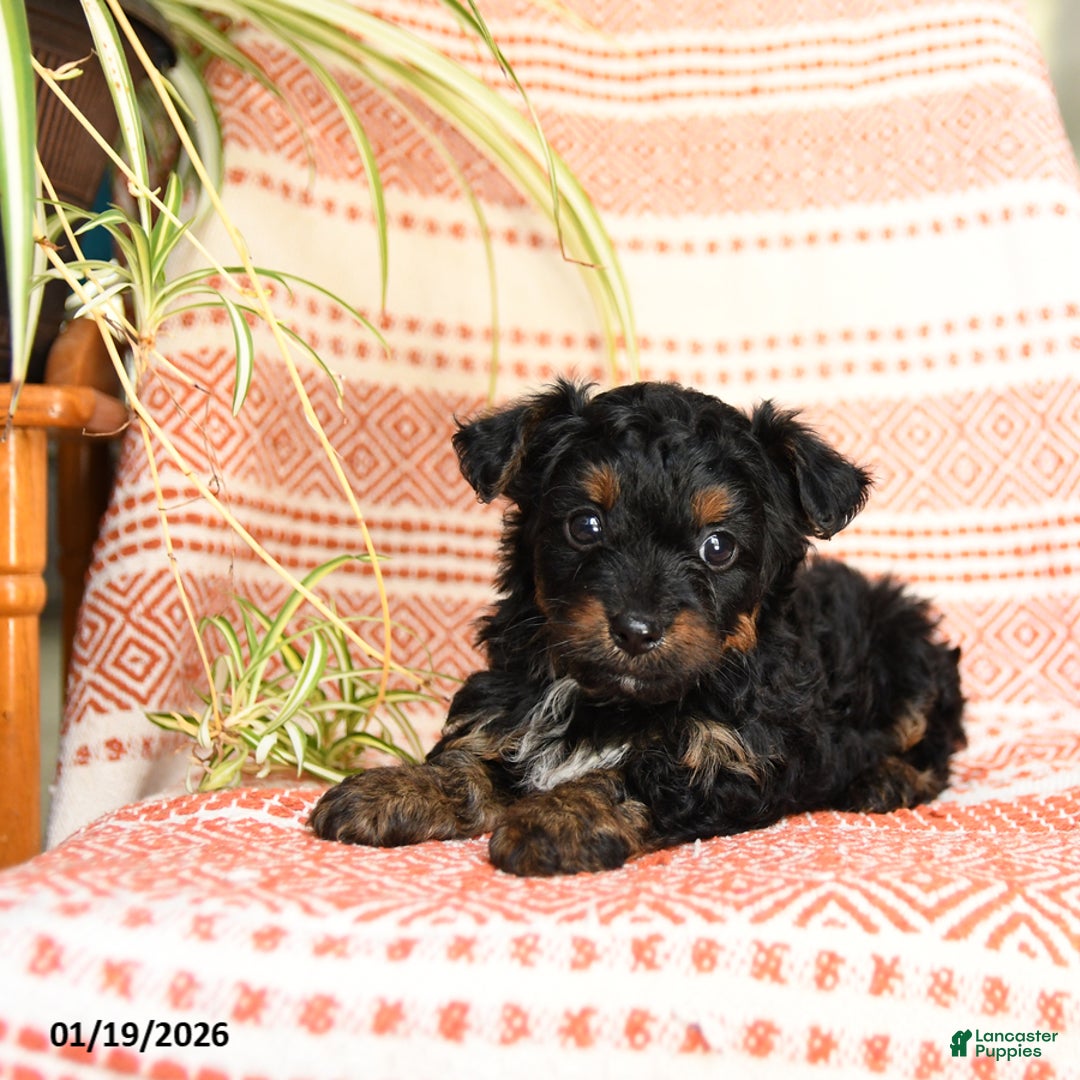 Yorkiepoo dogs for sale: Ripple - Ad 2