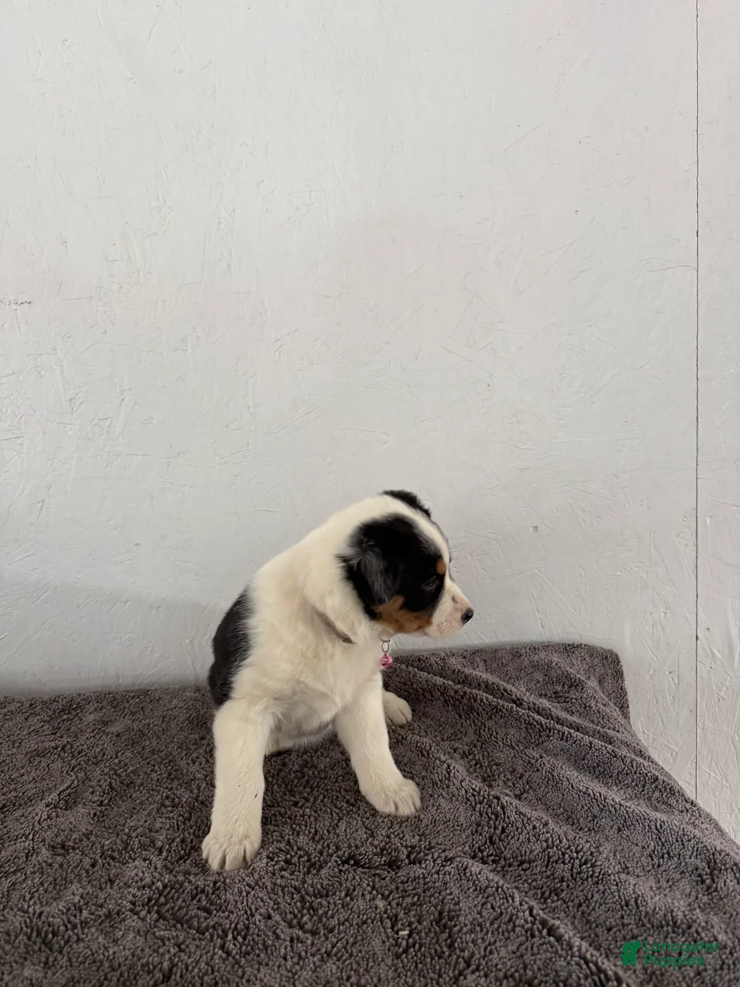 Mixed Breed dogs for sale: Buttercup - Ad 2