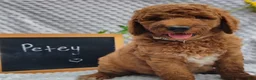Mini Goldendoodle dogs for sale: Petey - Ad 1