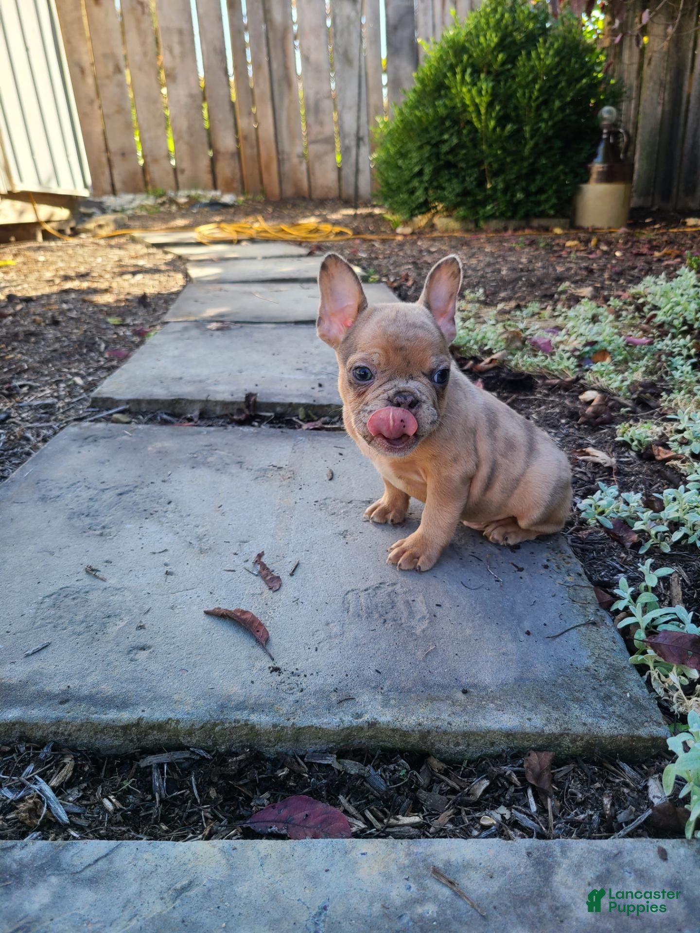 Frenchton dogs Jared - Ad 1