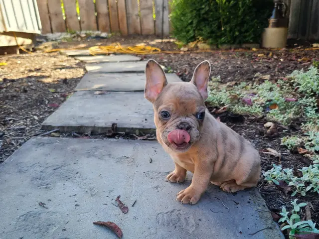 Frenchton dogs for sale: Jared - Ad 1