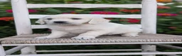 Golden Retriever dogs for sale: Bambi - Ad 3