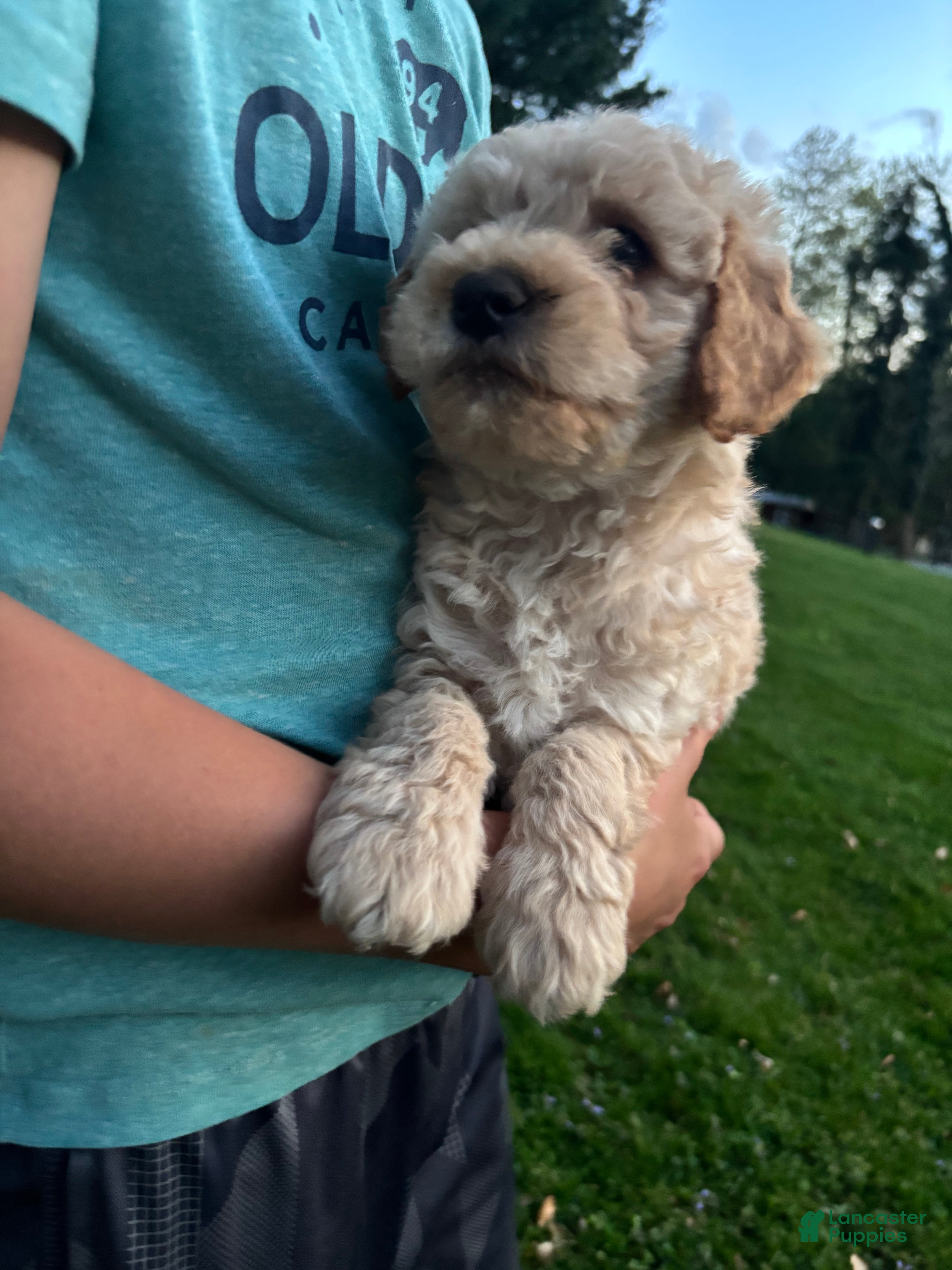 Mini Goldendoodle dogs Baxter - Ad 2