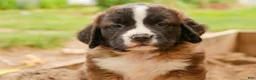 Saint Bernard dogs for sale: Wrenly - Ad 3