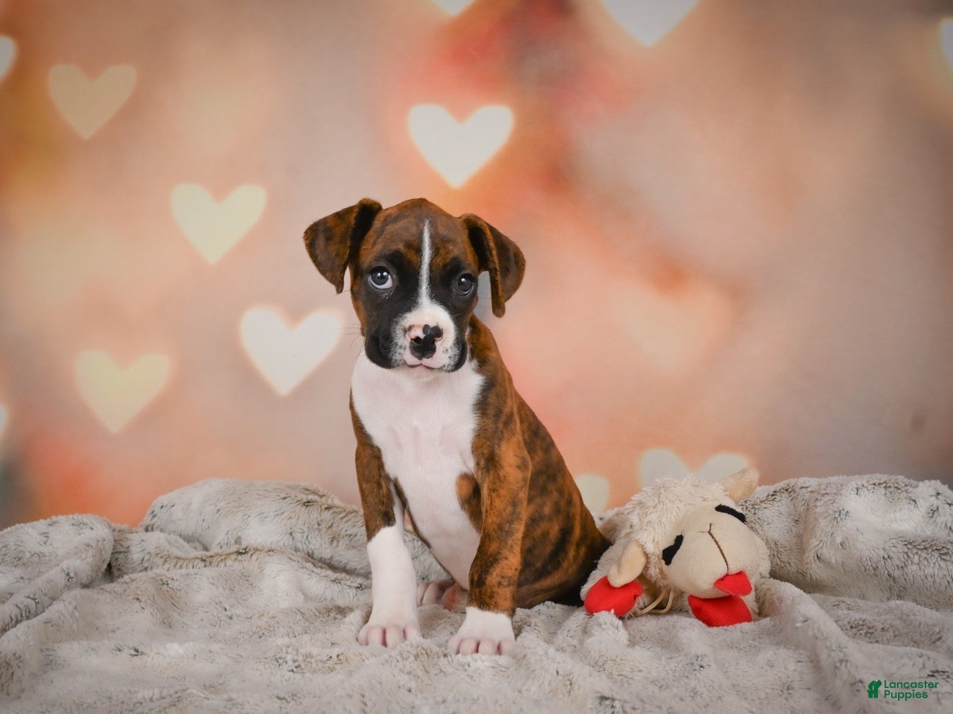 Boxer dogs Mac - Ad 2
