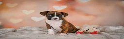 Boxer dogs for sale: Mac - Ad 2