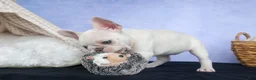 French Bulldog dogs for sale: 💕Jasmine  - Ad 14