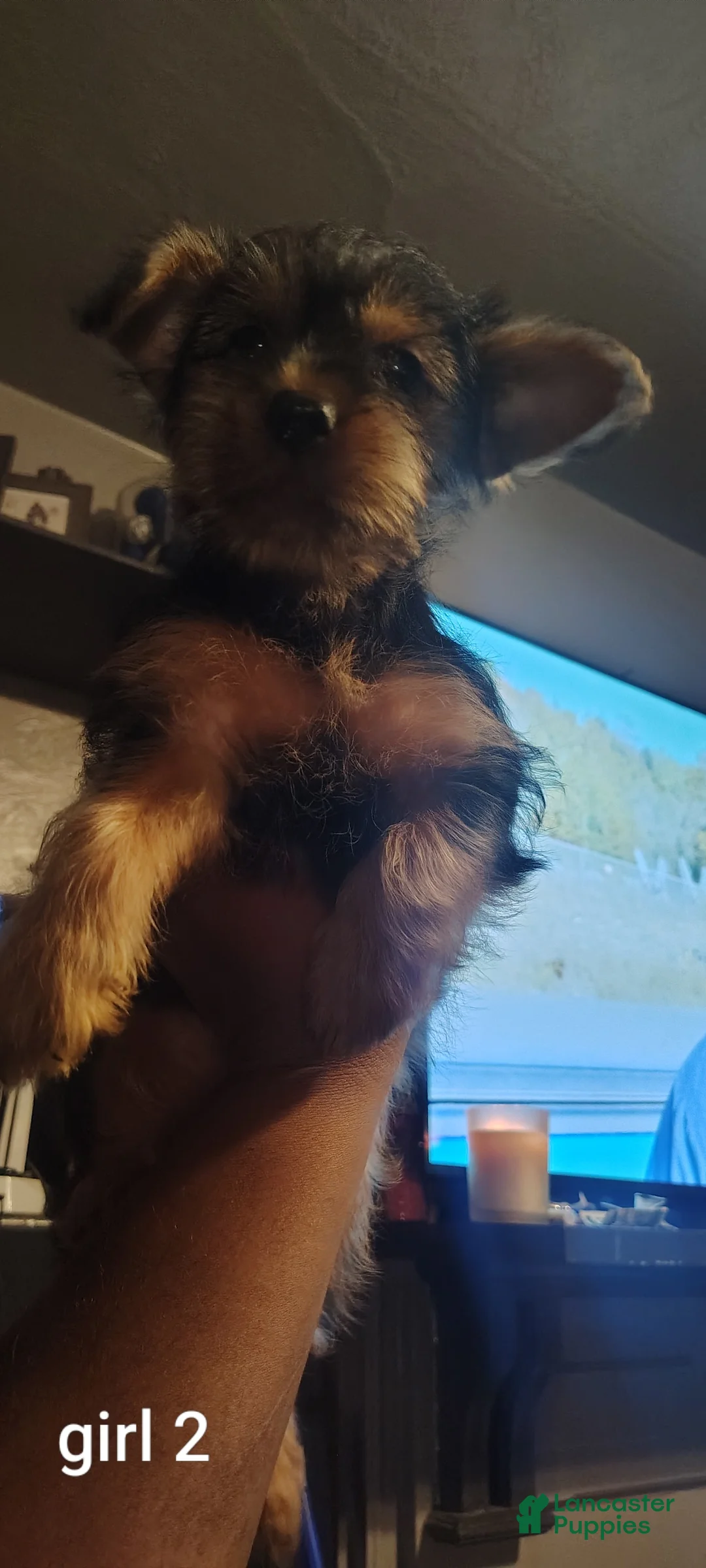 Yorkshire Terrier dogs for sale: Yorkshire Terrier 4 - Ad 2