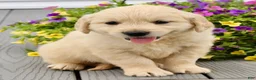 Golden Retriever dogs for sale: Molly - Ad 3