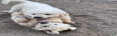Great Pyrenees 6