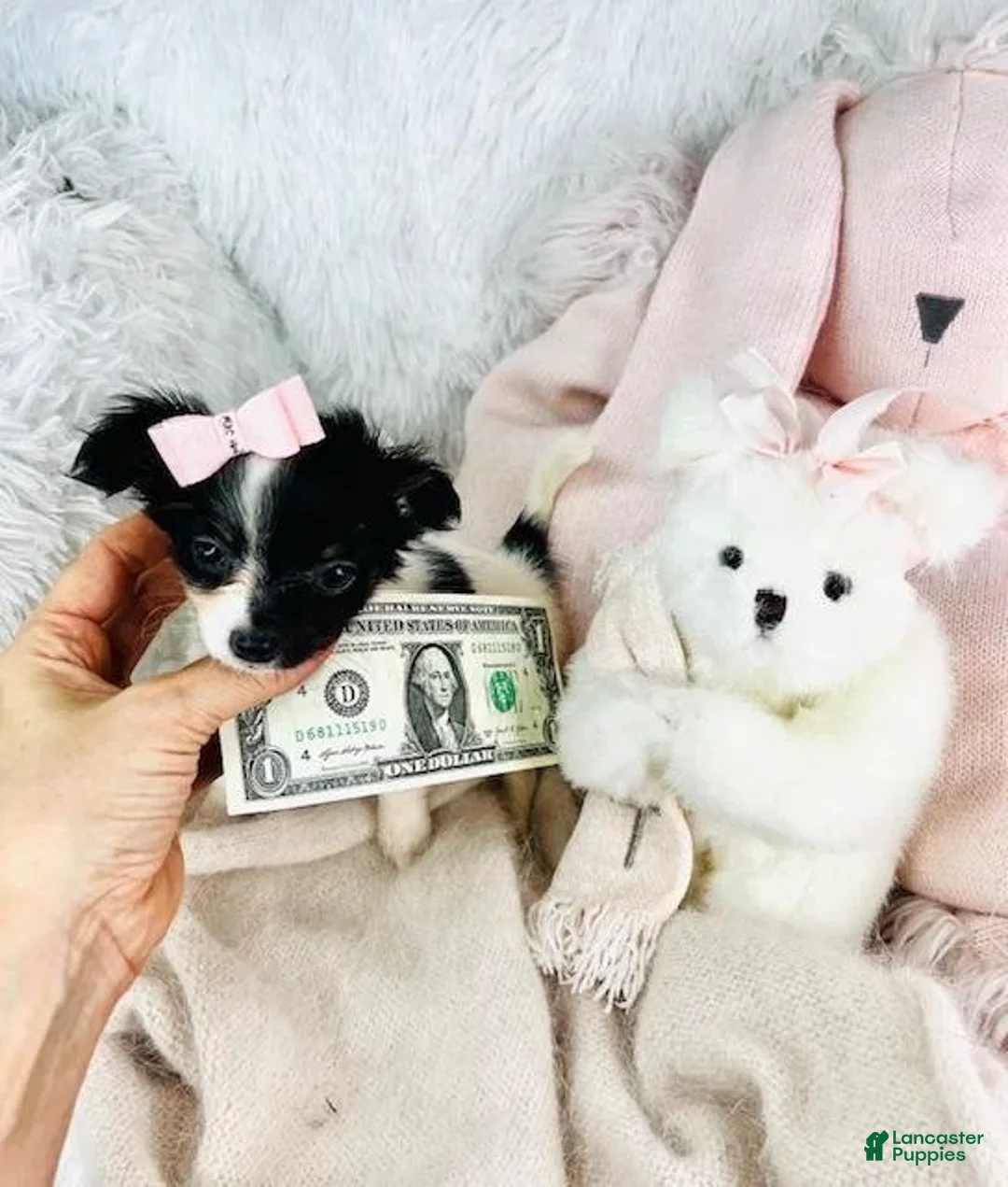 Chihuahua dogs for sale: Cirus - Ad 2