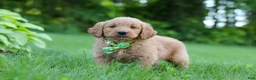 Goldendoodle dogs for sale: Buddy - Ad 4