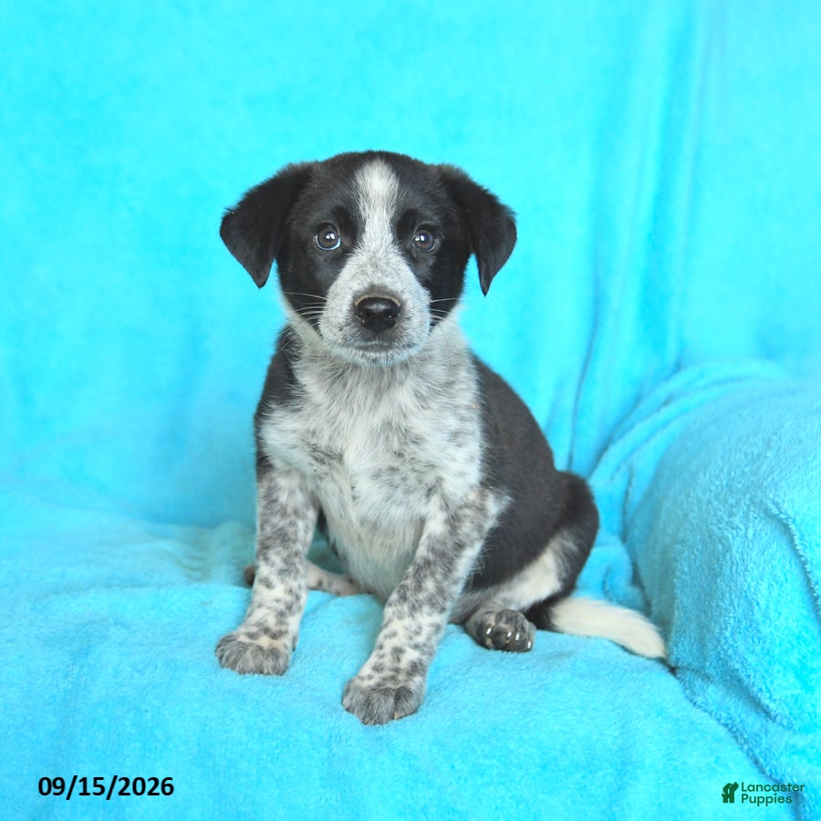 Mixed Breed dogs Sadie - Ad 1